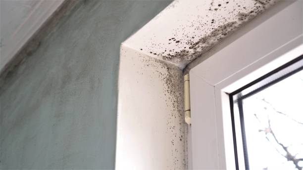 Localized Mold Remediation (e.g., coastal areas, humid climates)