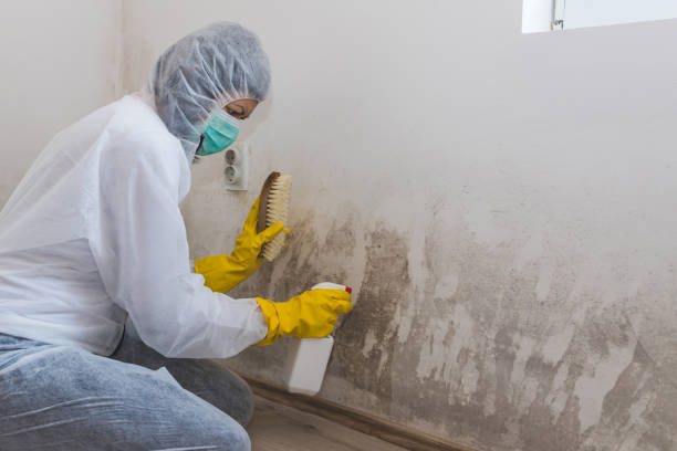 Best Basement Mold Remediation in Osceola, AR