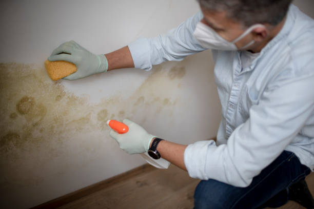 Best Residential Mold Remediation in Osceola, AR