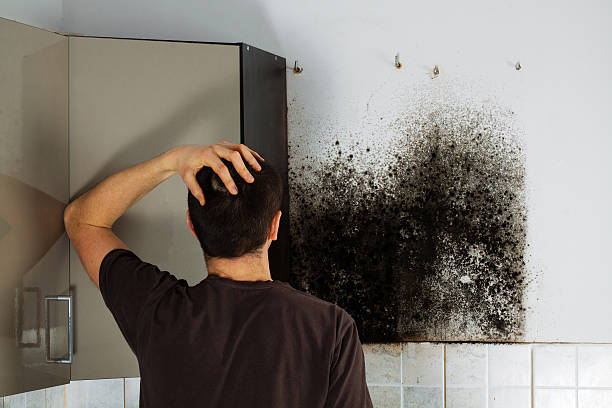 Best Black Mold Remediation in Osceola, AR